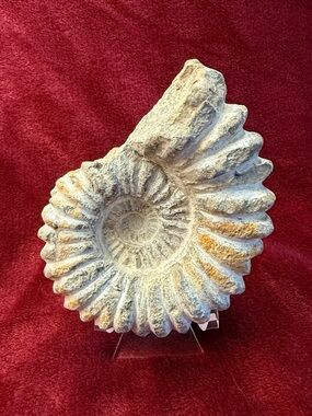 Gorgeous  Fossil Ammonite with some crystallization beautiful J
